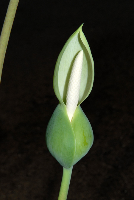 Caladium steudnerifolium