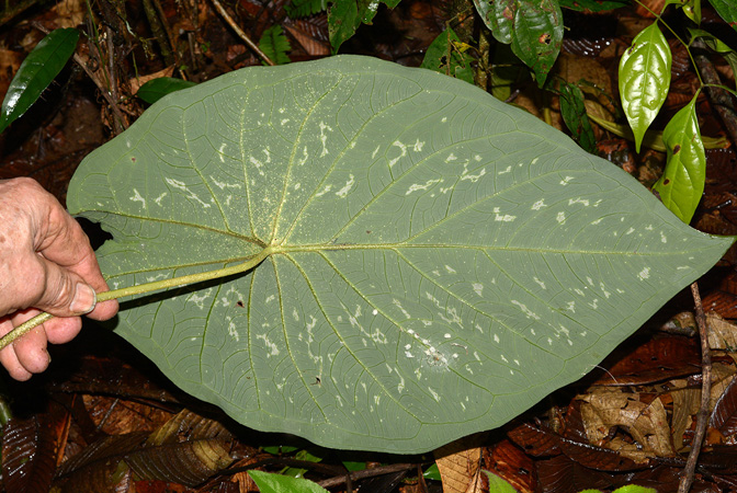 Caladium steudnerifolium