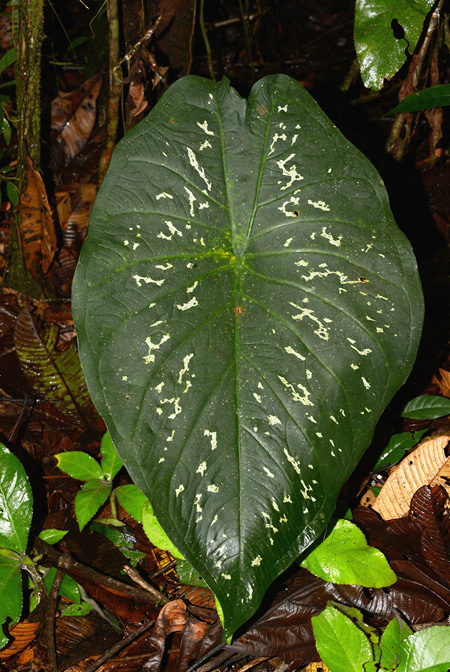 Caladium steudnerifolium