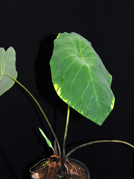 Caladium steudnerifolium