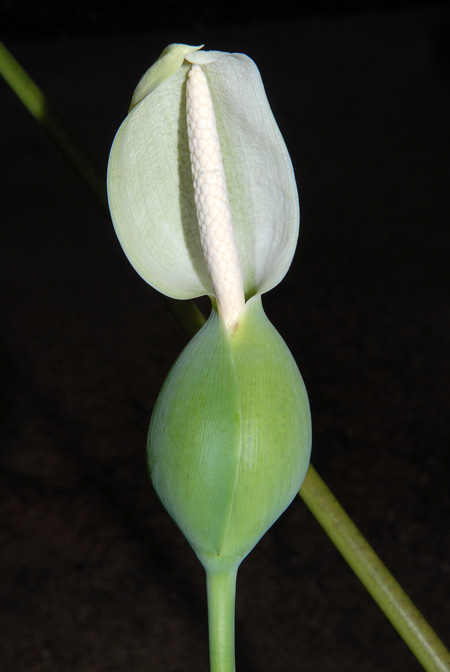 Caladium steudnerifolium