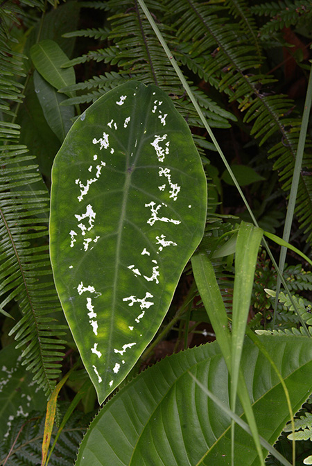 Caladium steudnerifolium