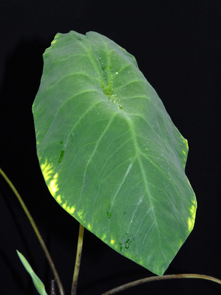 Caladium steudnerifolium