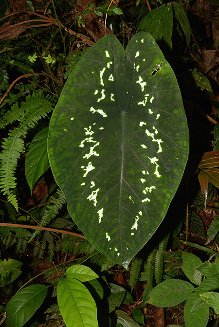 Caladium steudnerifolium