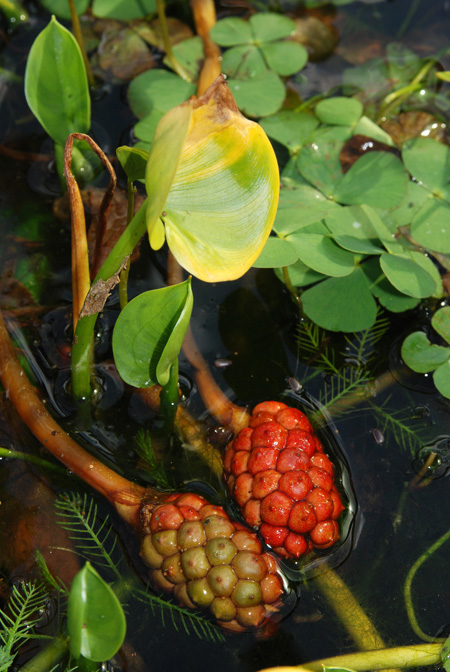 Calla palustris