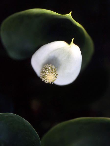 Calla palustris