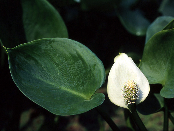 Calla palustris