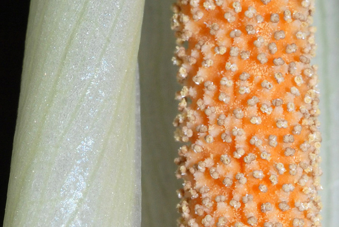 Carlephyton glaucophyllum