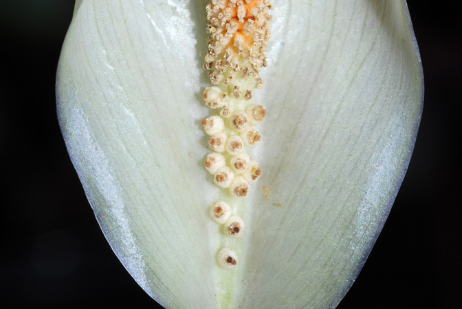Carlephyton glaucophyllum