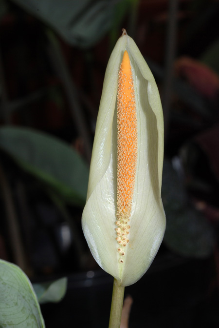 Carlephyton glaucophyllum