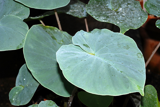 Carlephyton glaucophyllum