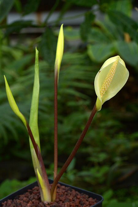 Carlephyton madagascariense