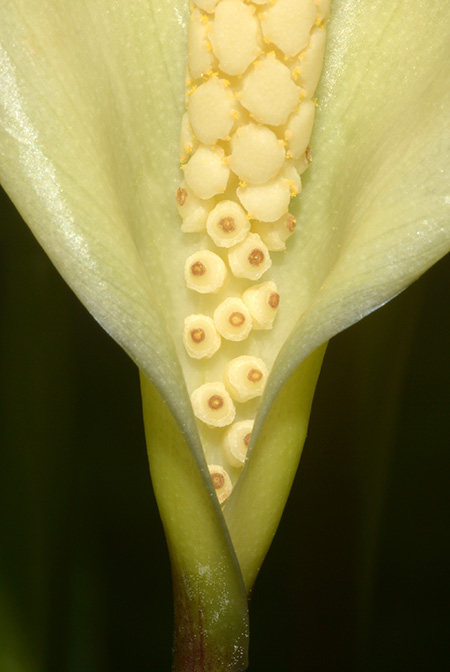 Carlephyton madagascariense