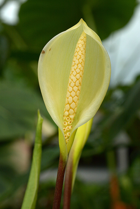 Carlephyton madagascariense