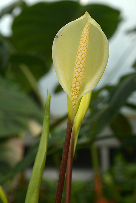 Carlephyton madagascariense