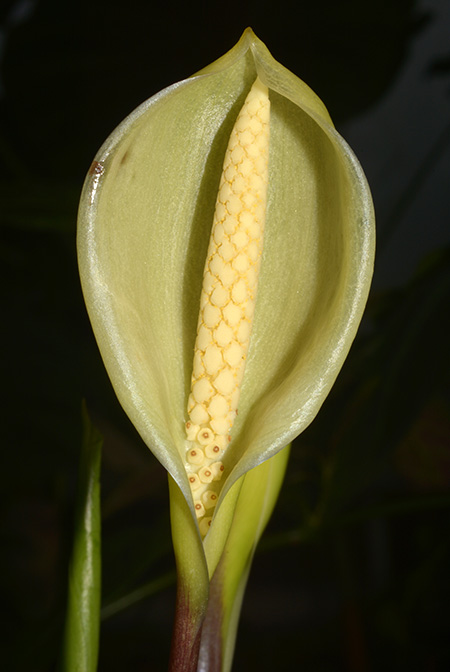 Carlephyton madagascariense