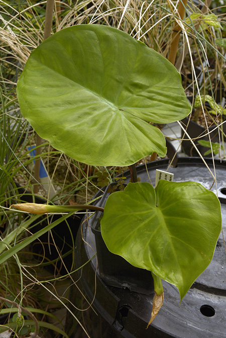 Carlephyton madagascariense