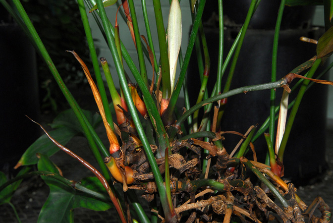 Cercestis afzelii