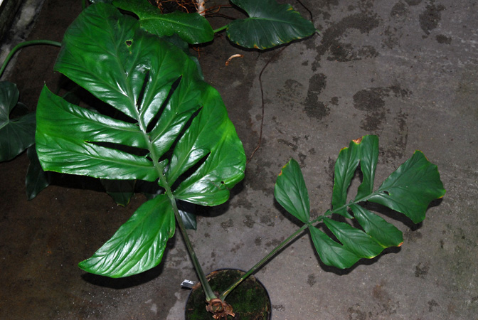 Cercestis camerunensis