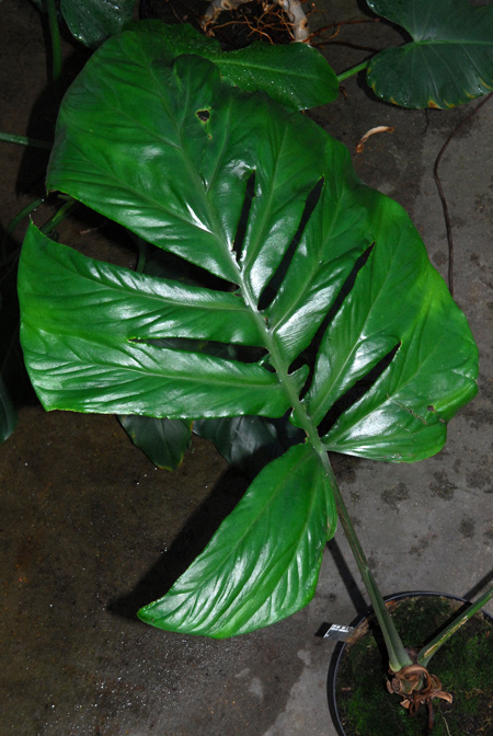 Cercestis camerunensis
