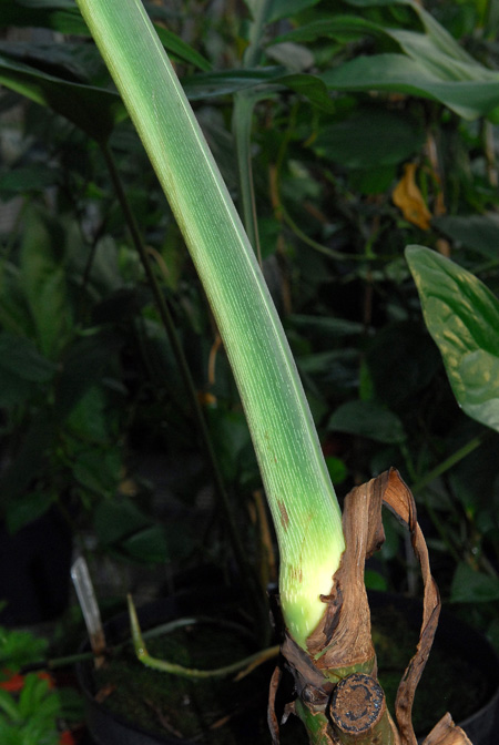 Cercestis camerunensis