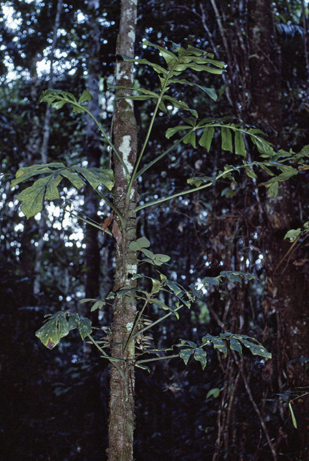 Cercestis camerunensis