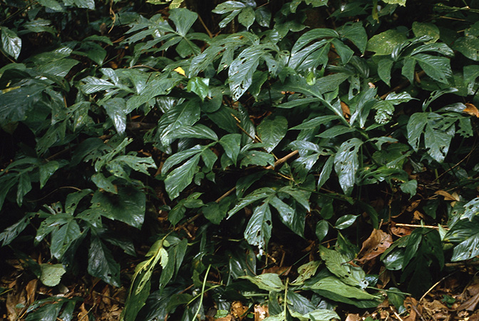 Cercestis camerunensis
