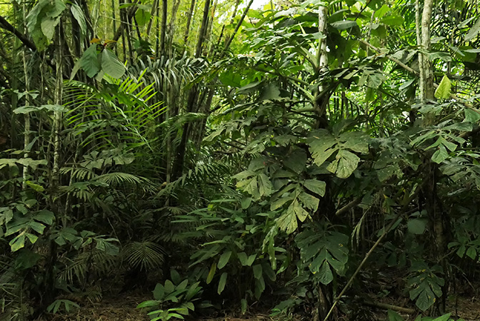 Cercestis camerunensis