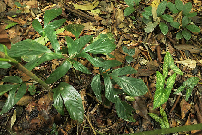 Cercestis camerunensis