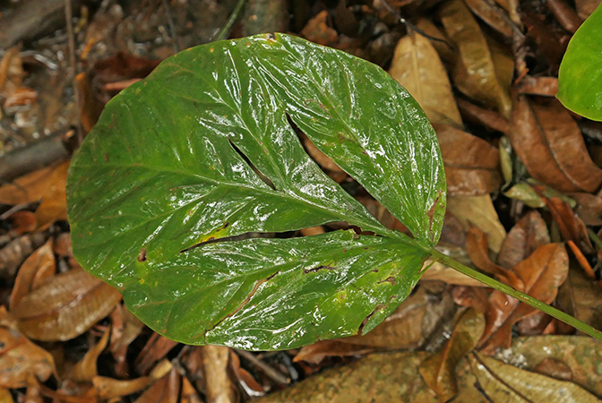 Cercestis camerunensis