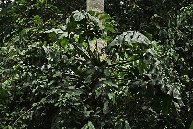 Cercestis camerunensis