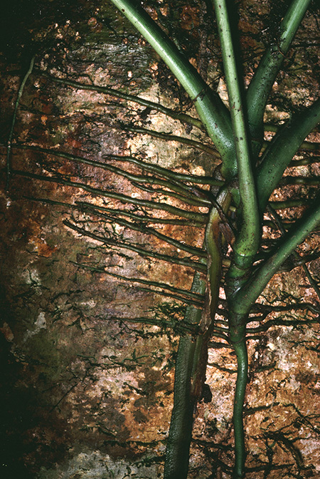Cercestis camerunensis