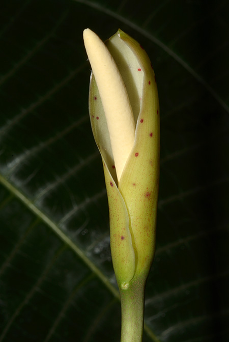 Cercestis congensis