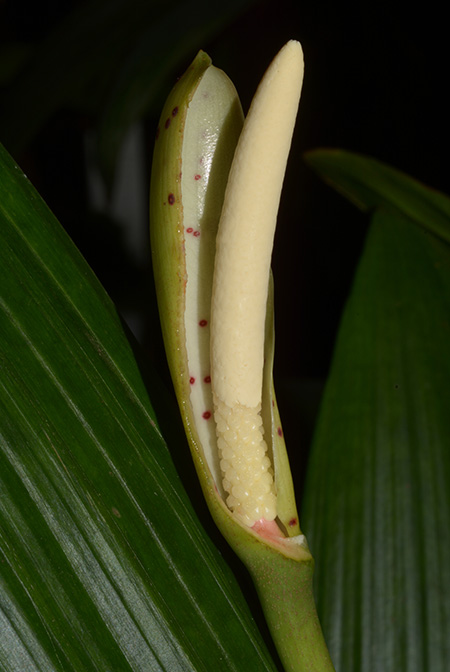 Cercestis congensis