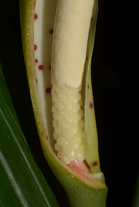 Cercestis congensis