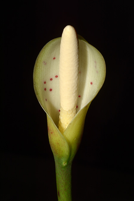 Cercestis congensis