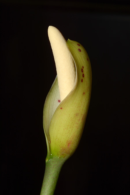 Cercestis congensis