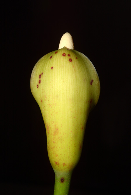 Cercestis congensis