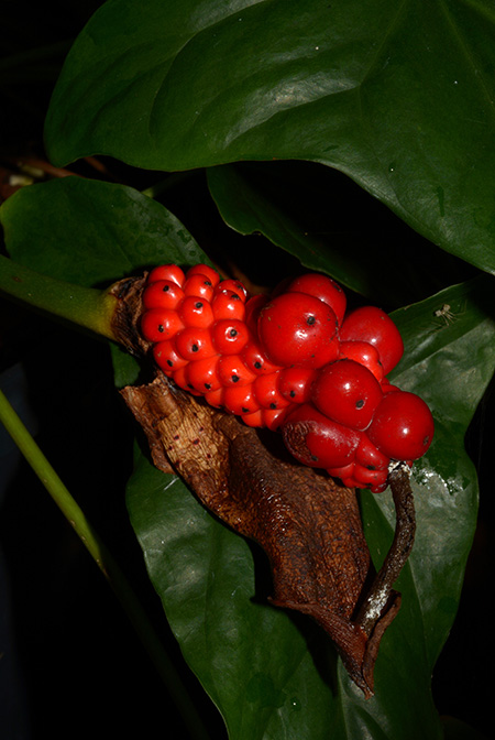Cercestis congensis