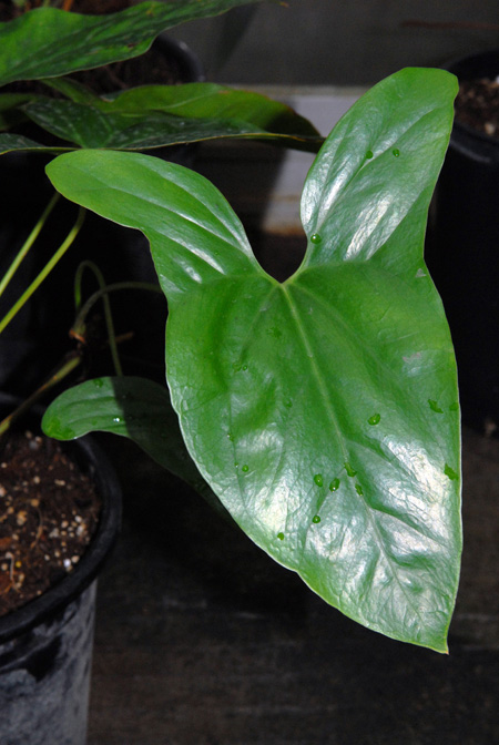 Cercestis congensis