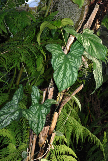 Cercestis mirabilis