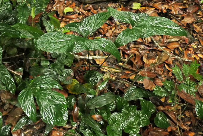 Cercestis mirabilis