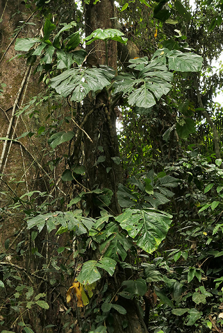 Cercestis mirabilis