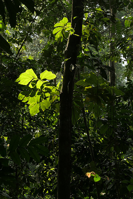 Cercestis mirabilis