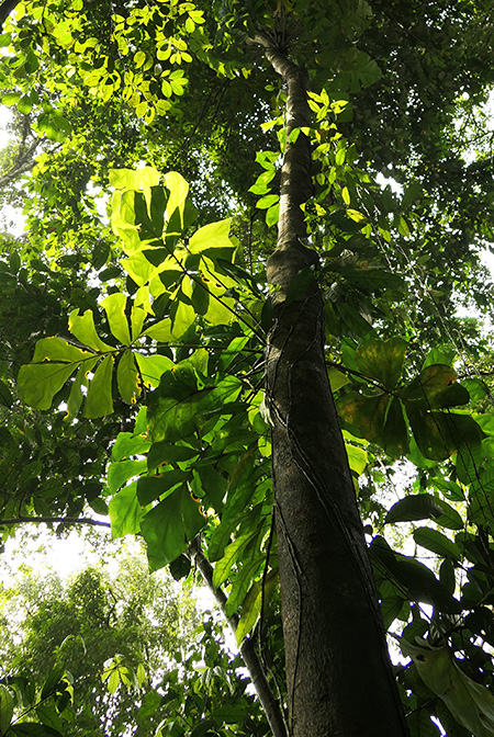 Cercestis mirabilis