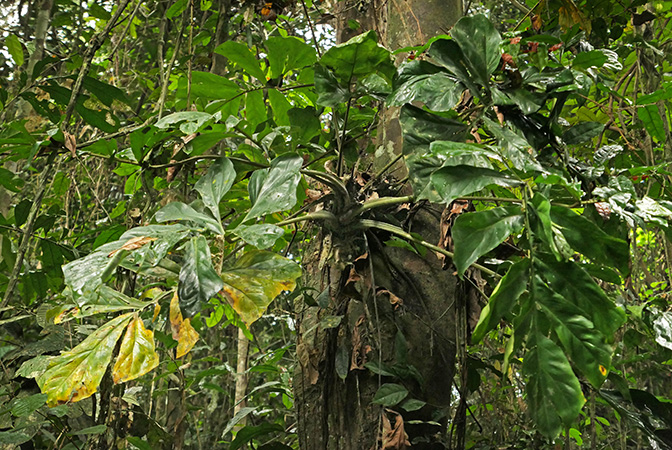 Cercestis mirabilis