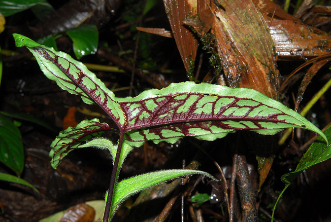Chlorospatha atropurpurea