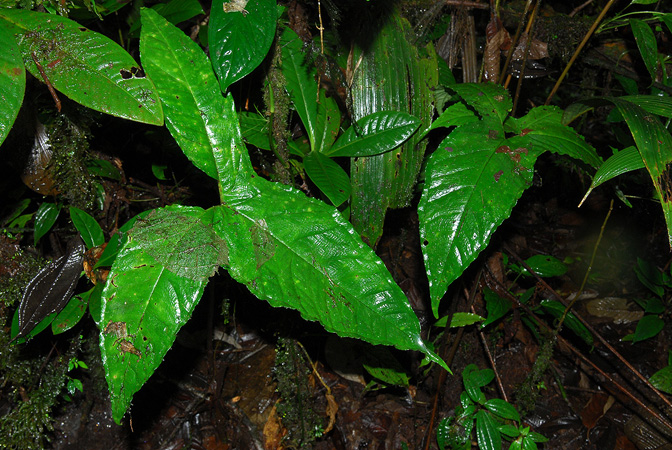 Chlorospatha atropurpurea