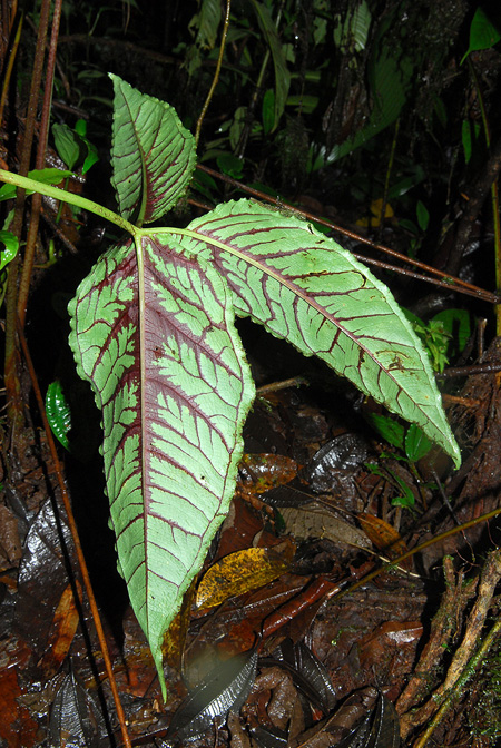 Chlorospatha atropurpurea