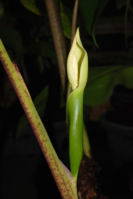 Chlorospatha atropurpurea